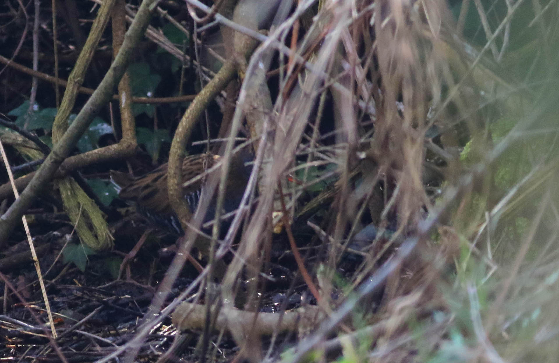 Water Rail